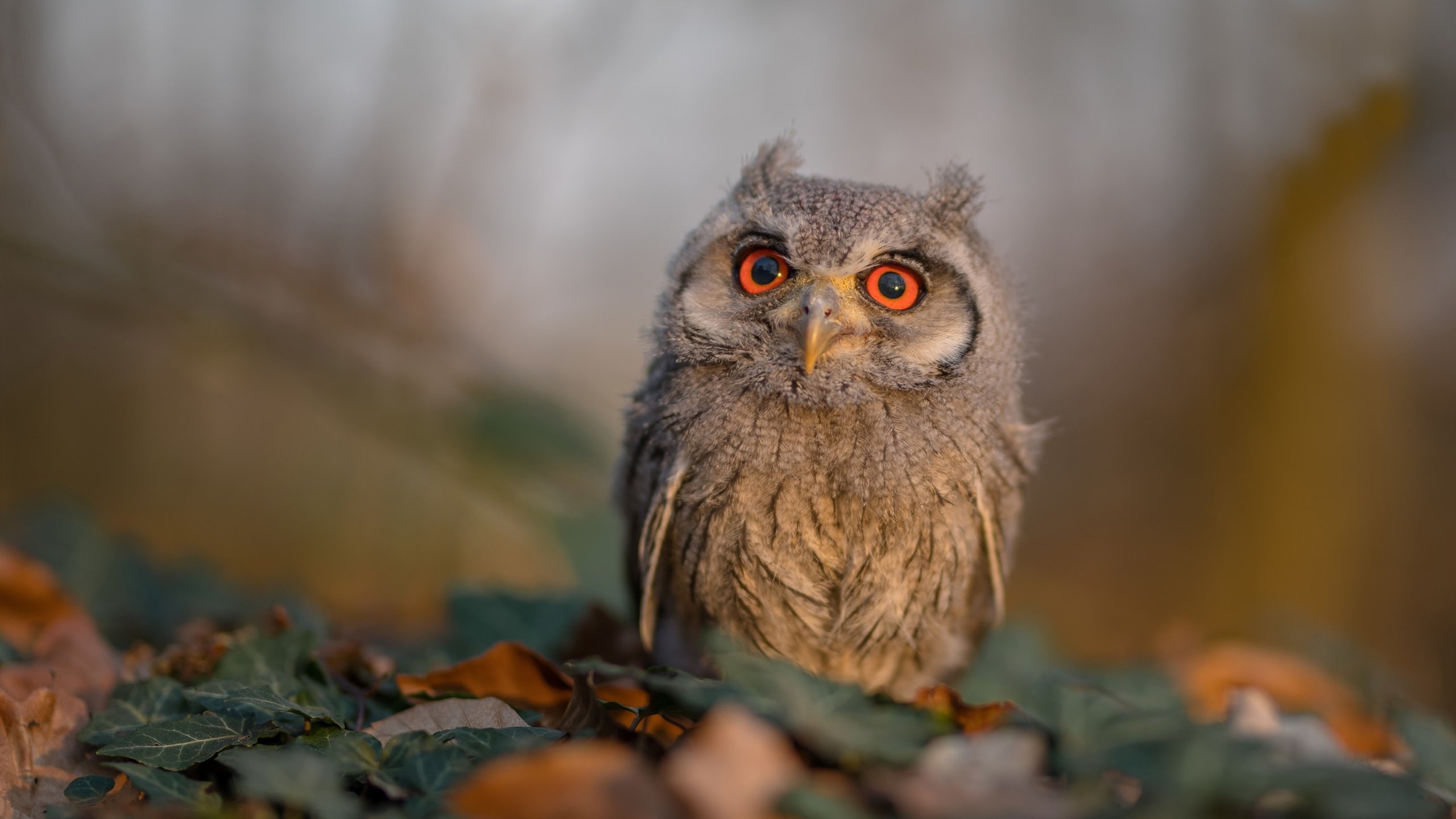 _篮网凭借团队合作连胜不断_,篮网又有什么新的签约